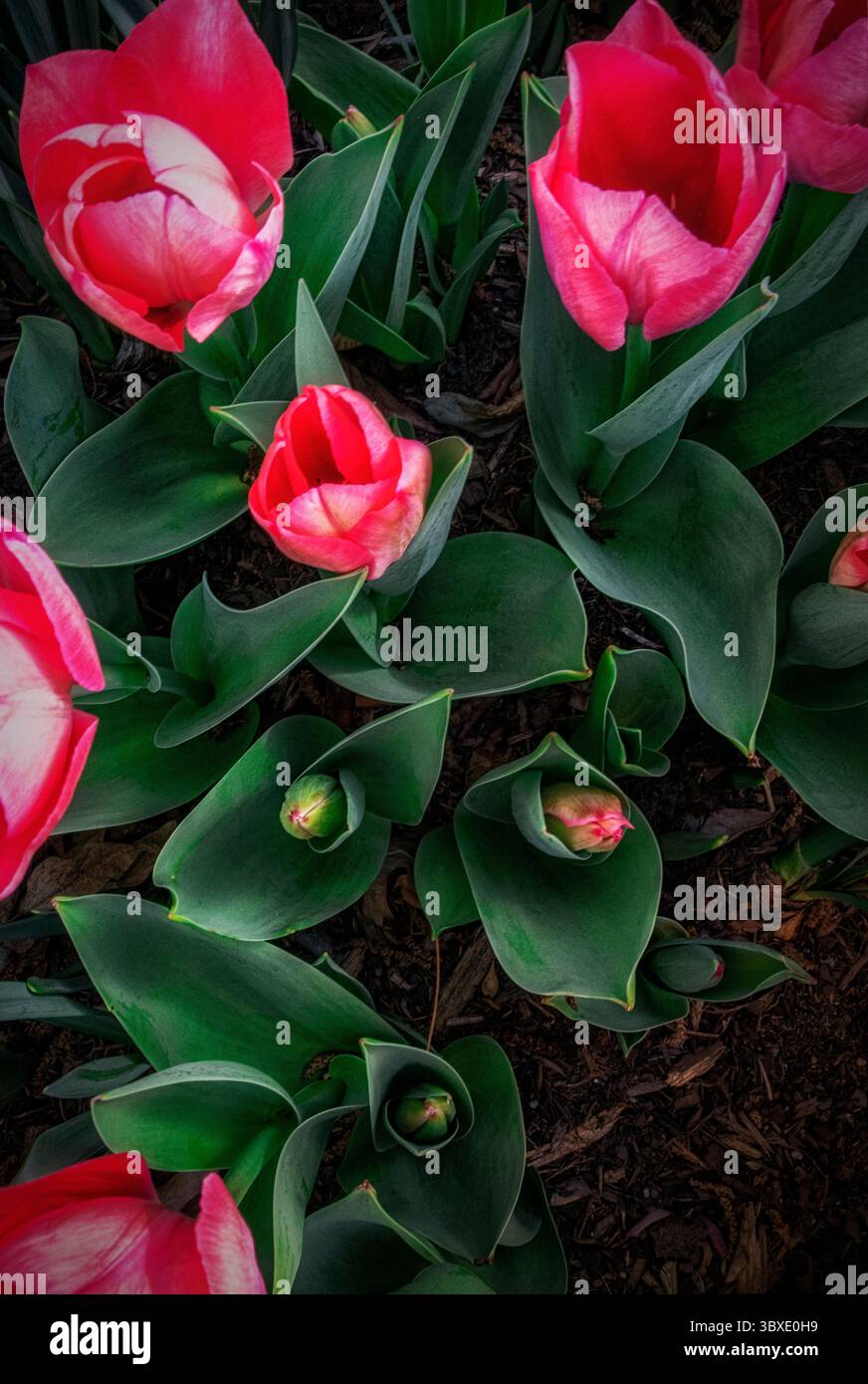 Au début du printemps fleurit à Ciener Gardens Banque D'Images