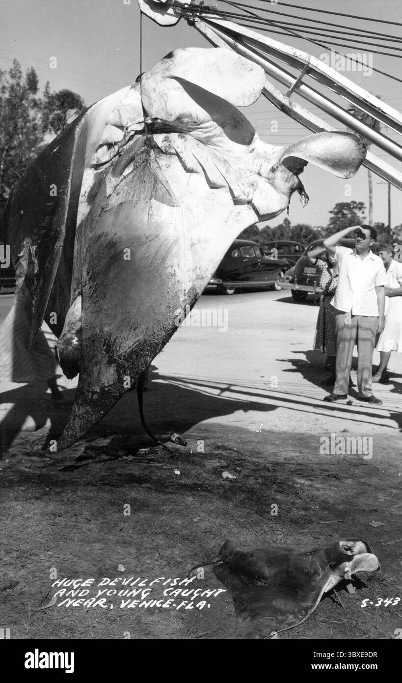 Raie manta géante (Mobula birostris) capturée à Venise en Floride, États-Unis, années 1950 Banque D'Images