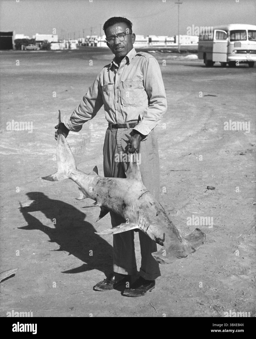 Homme avec un petit requin marteau sur la plage. Vraisemblablement un petit requin marteau festonné (Sphyrna lewini). CA. 1930s Banque D'Images
