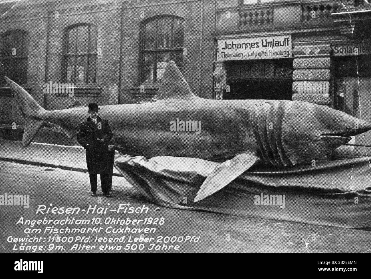 Requin pèlerin (Cetorhinus maximus), débarqué le 10 octobre 1928, 5750 kg dont le foie pesait une tonne, taille 9 mètres. Marché aux poissons de Cuxhaven, germe Banque D'Images Requin pèlerin (Cetorhinus maximus), débarqué le 10 octobre 1928, 5750 kg dont le foie pesait une tonne, taille 9 mètres. Marché aux poissons de Cuxhaven, germe Banque D'Images