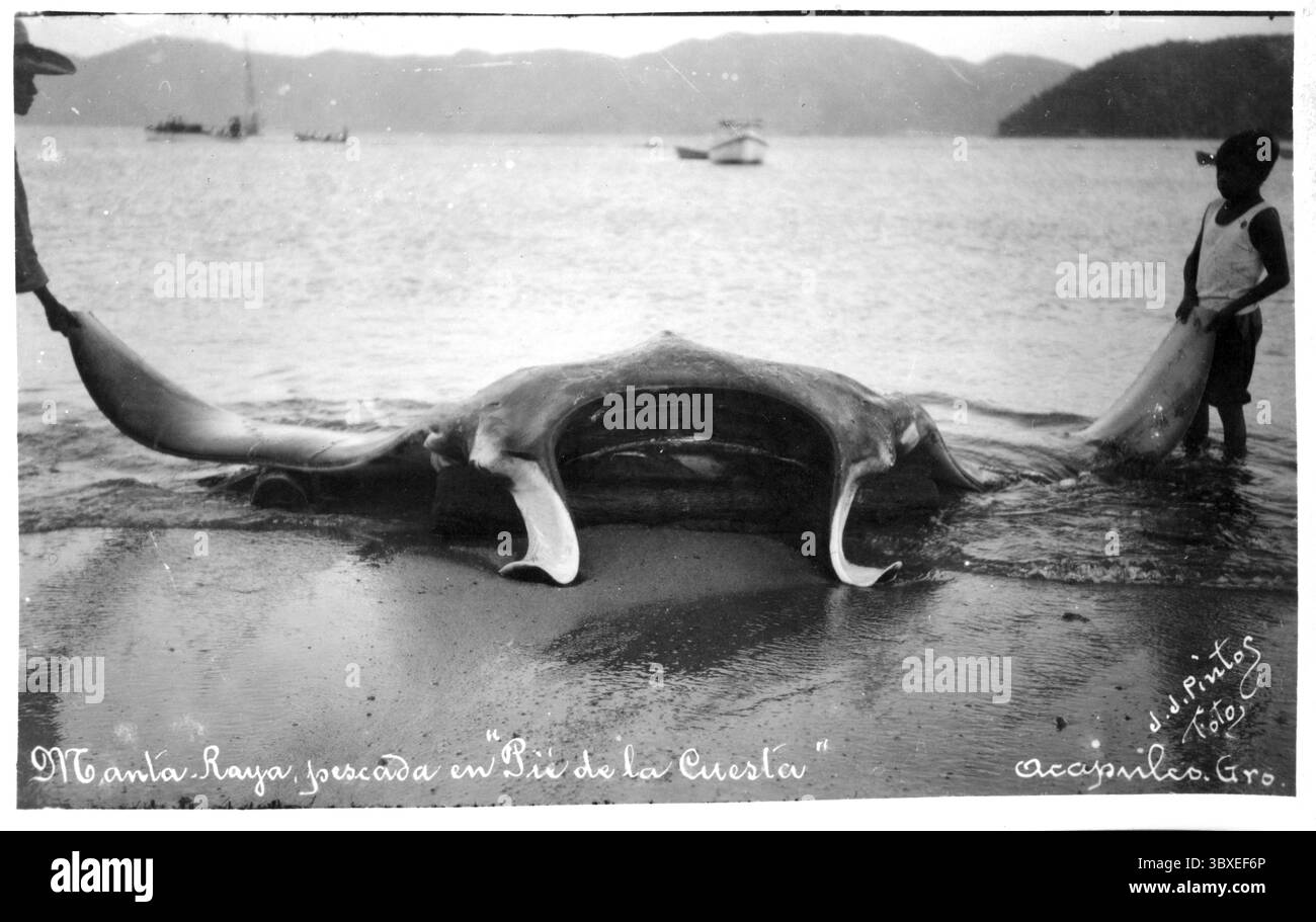 Raie manta géante (Mobula birostris) capturée à Acapulco de Juarez, Mexique, 1925 Banque D'Images