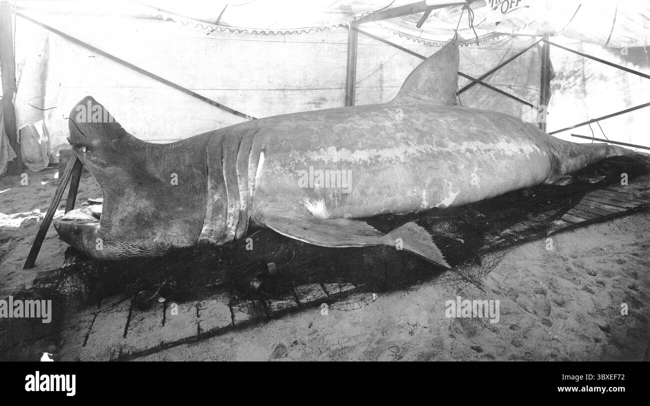 Requin pèlerin (Cetorhinus maximus), Angleterre vers 1920 Banque D'Images