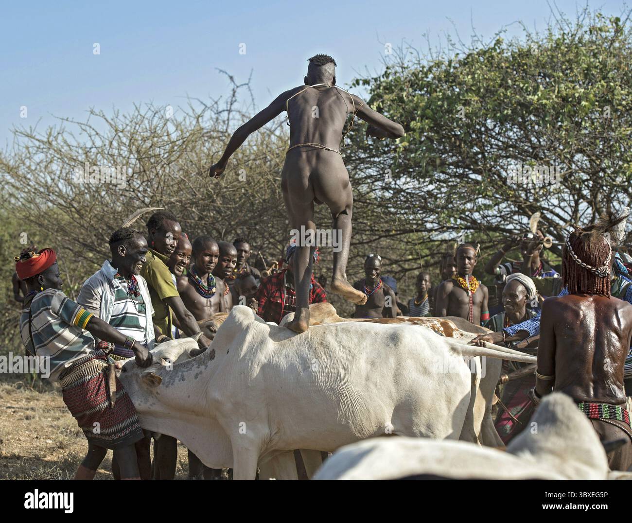 Saut par-dessus le bétail, rituel d'initiation traditionnel pour les jeunes hommes de l'ethnie Hamer, sud de la vallée de l'Omo, Ethiopie Banque D'Images