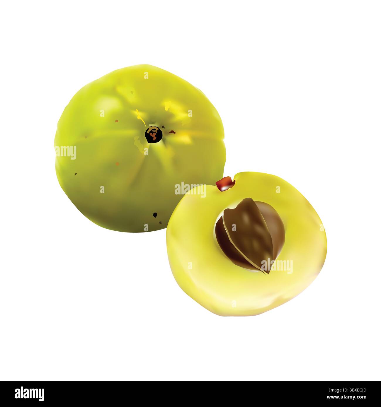 amla illustration de fruit de groseille à maquereau sur fond blanc vol 01 Illustration de Vecteur