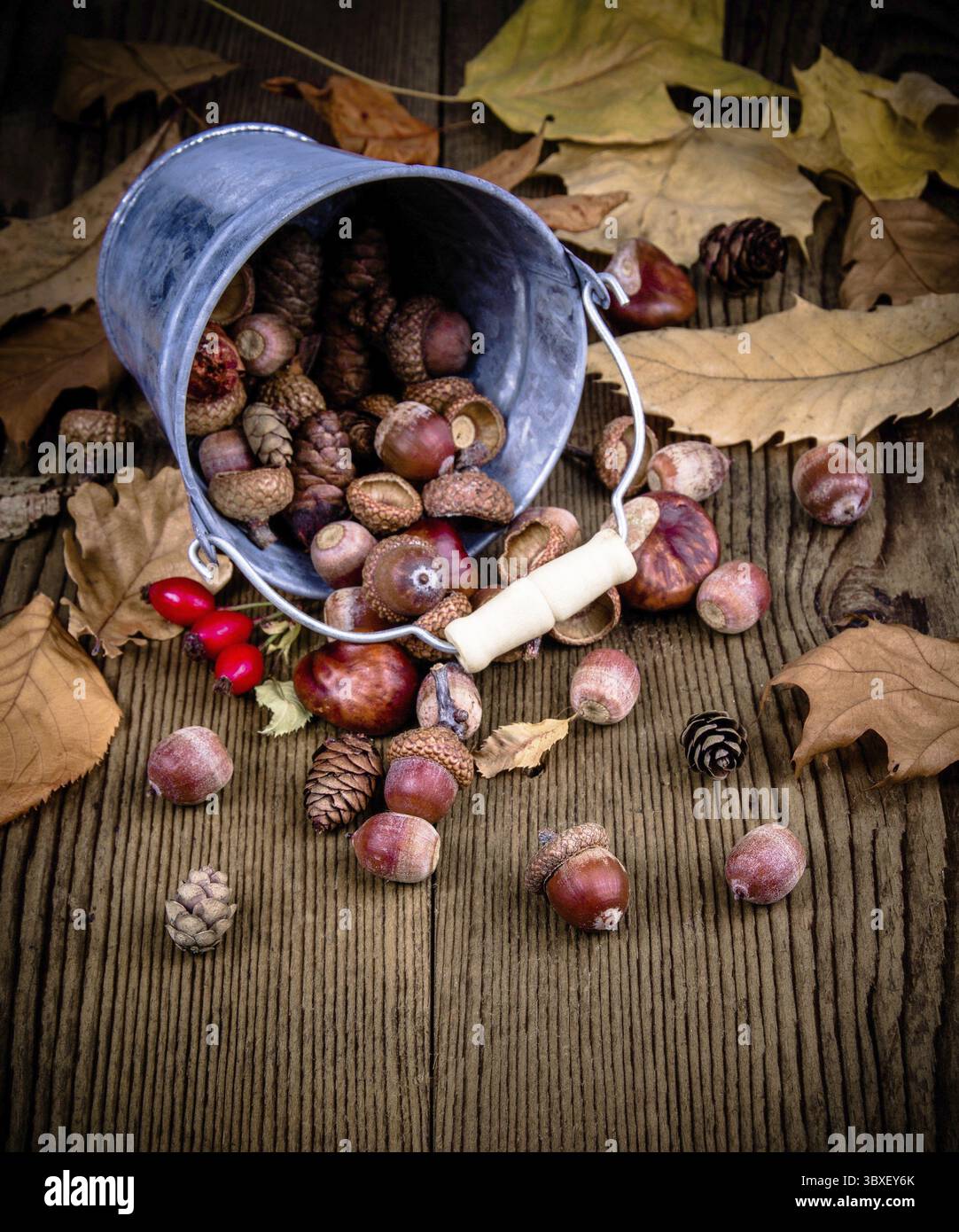 L'églantier dispersés, les glands de godet sur les vieilles feuilles d'automne Banque D'Images
