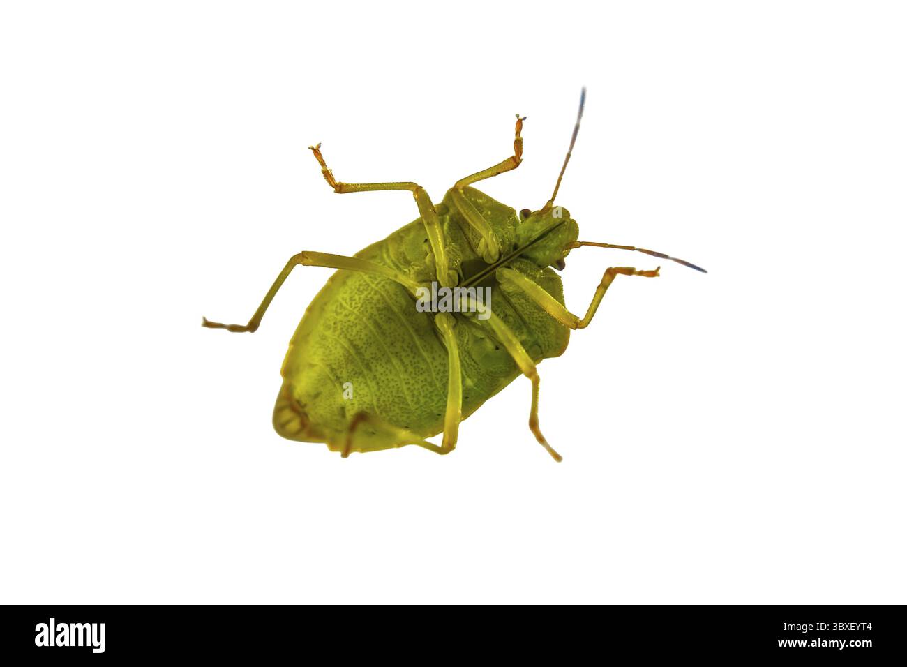 Bug sur la fenêtre. Insecte du bouclier vert aka Nezara Viridula Banque D'Images