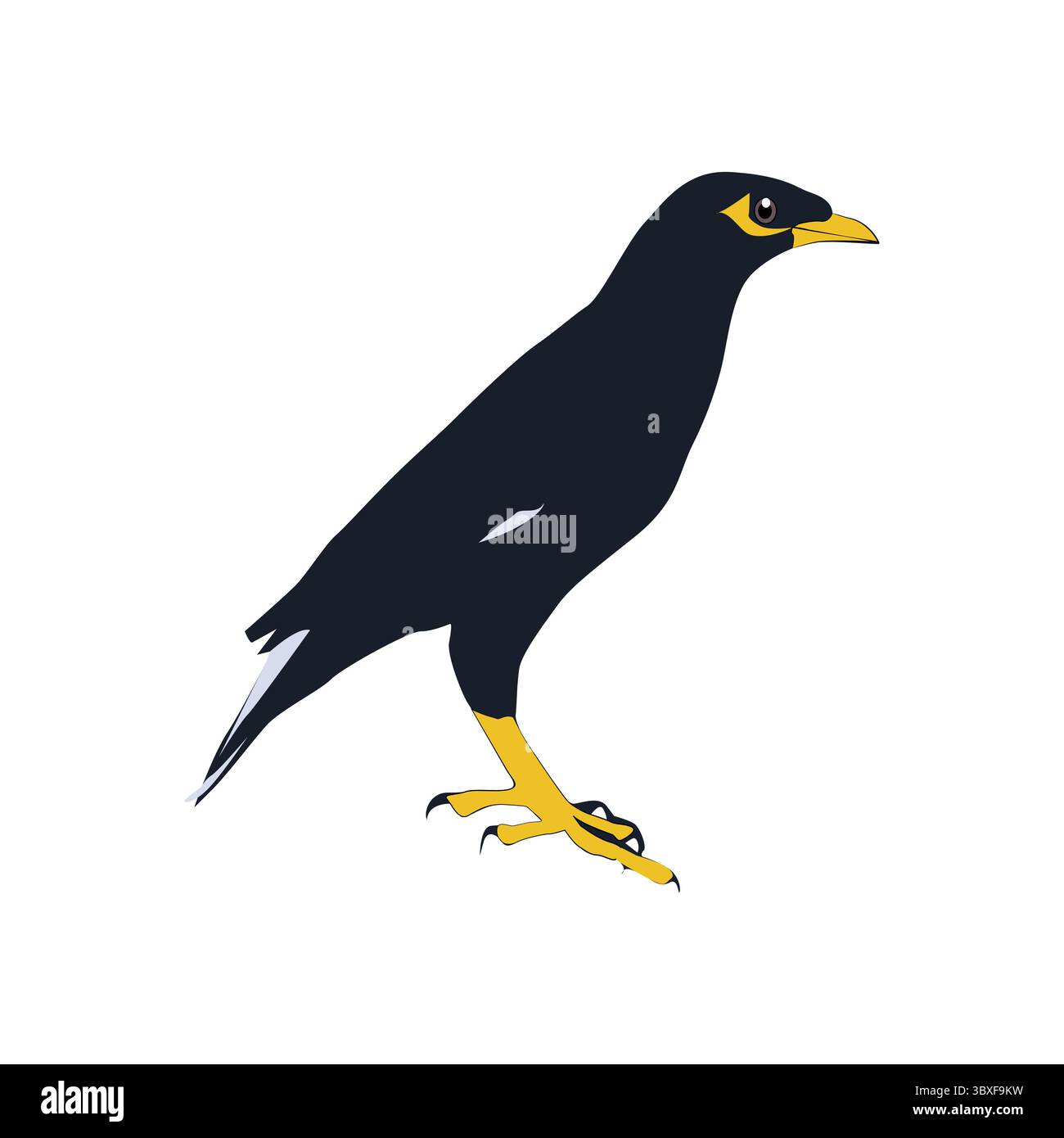 Vecteur d'illustration d'oiseau Bully basé sur le fond blanc vol 01 Illustration de Vecteur