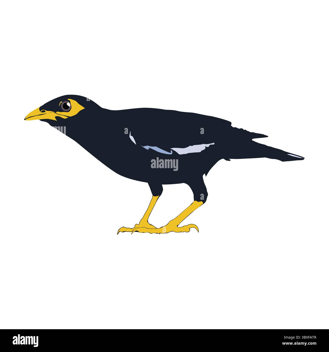 Vecteur d'illustration d'oiseau Bully basé sur le fond blanc vol 06 Illustration de Vecteur