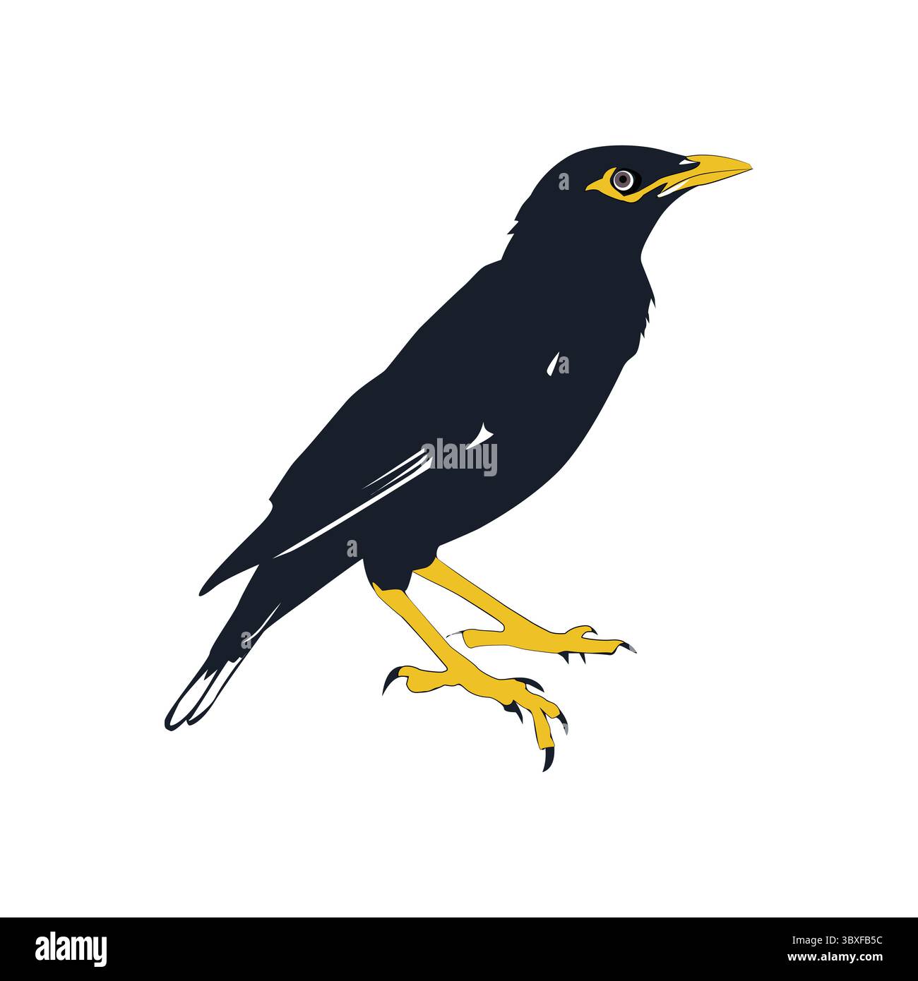 Vecteur d'illustration d'oiseau Bully basé sur le fond blanc vol 05 Illustration de Vecteur