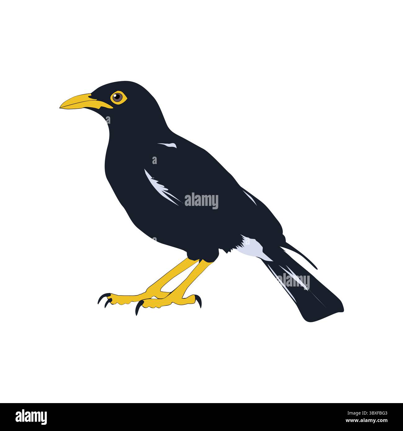 Vecteur d'illustration d'oiseau Bully basé sur le fond blanc vol 07 Illustration de Vecteur