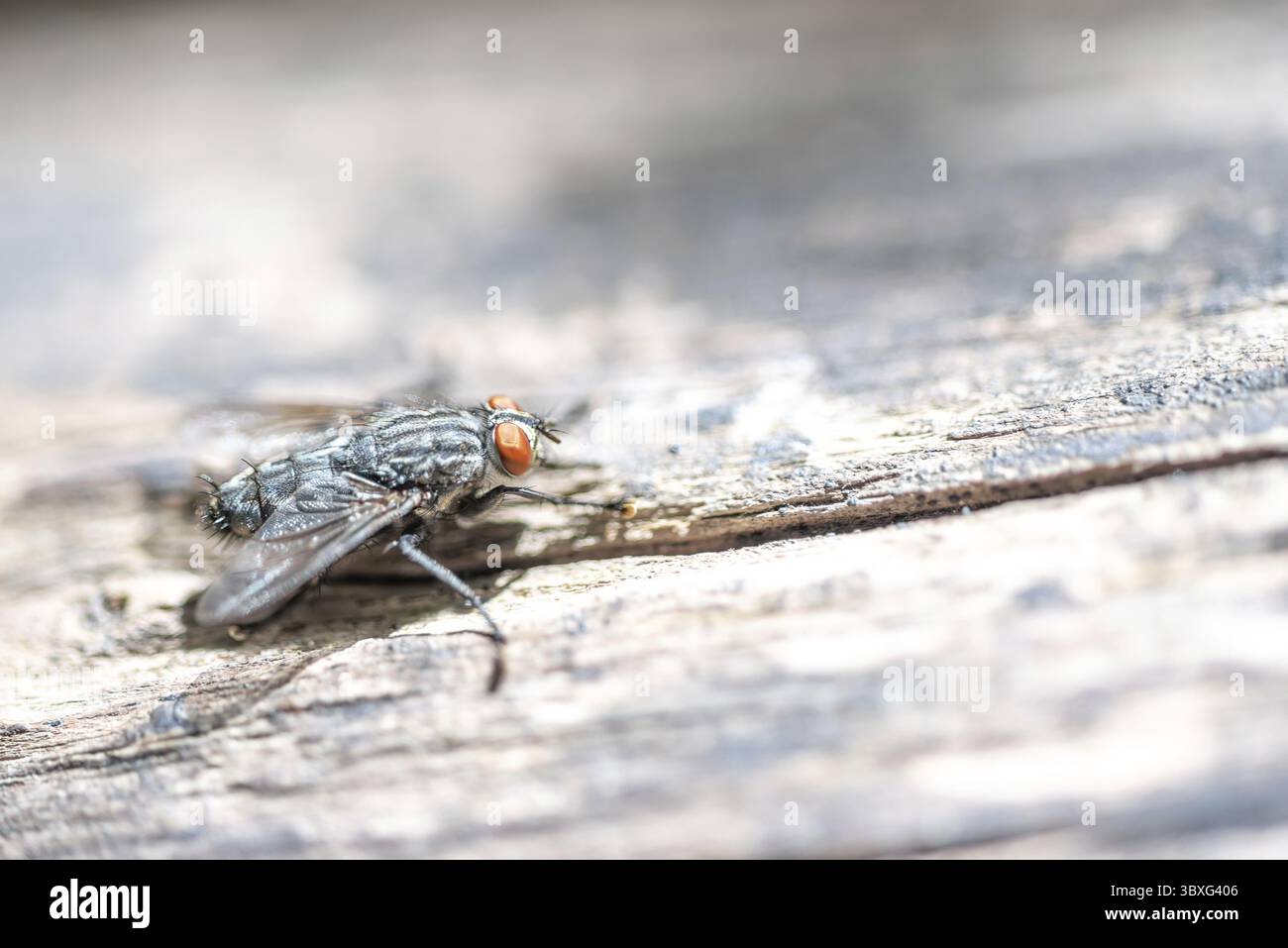La macrophoto d'une mouche domestique noire sur une surface en bois clair avec une faible profondeur de netteté Banque D'Images
