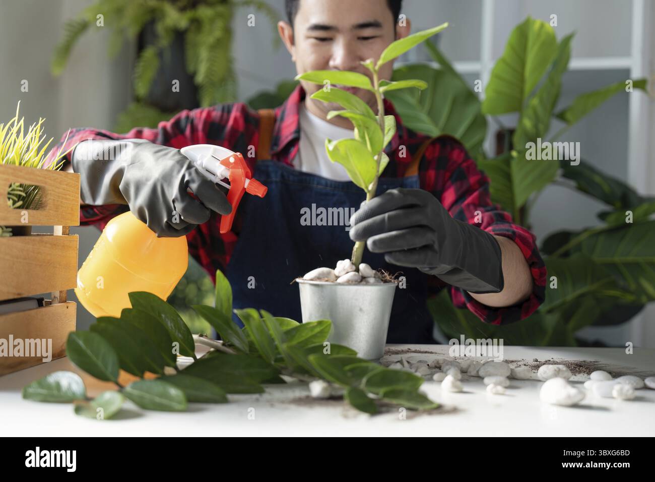Un jardinier dédié tend aux plantes d'intérieur, en accordant une attention particulière à la taille pour favoriser une croissance saine et le soin des plantes Banque D'Images