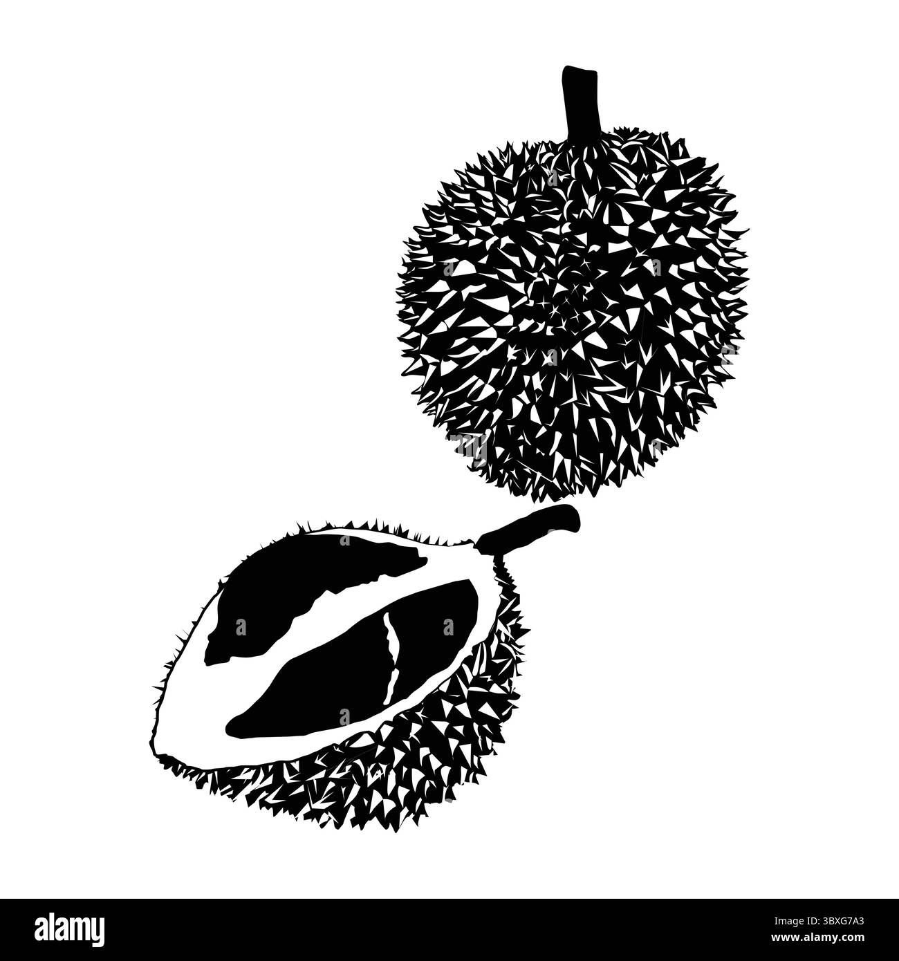 illustration vectorielle de ligne de fruits durian, isolée sur fond blanc. Vue de dessus et tranchée Illustration de Vecteur