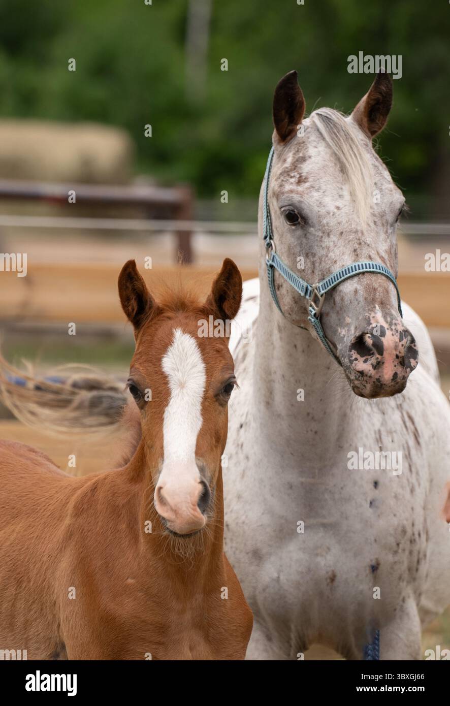 jument de poney appaloosa avec pouliche pouliche ou jument de cheval bébé portant un poulain marron blanc avec oreilles blaze blanches en avant très mignonne paire de chevaux Banque D'Images