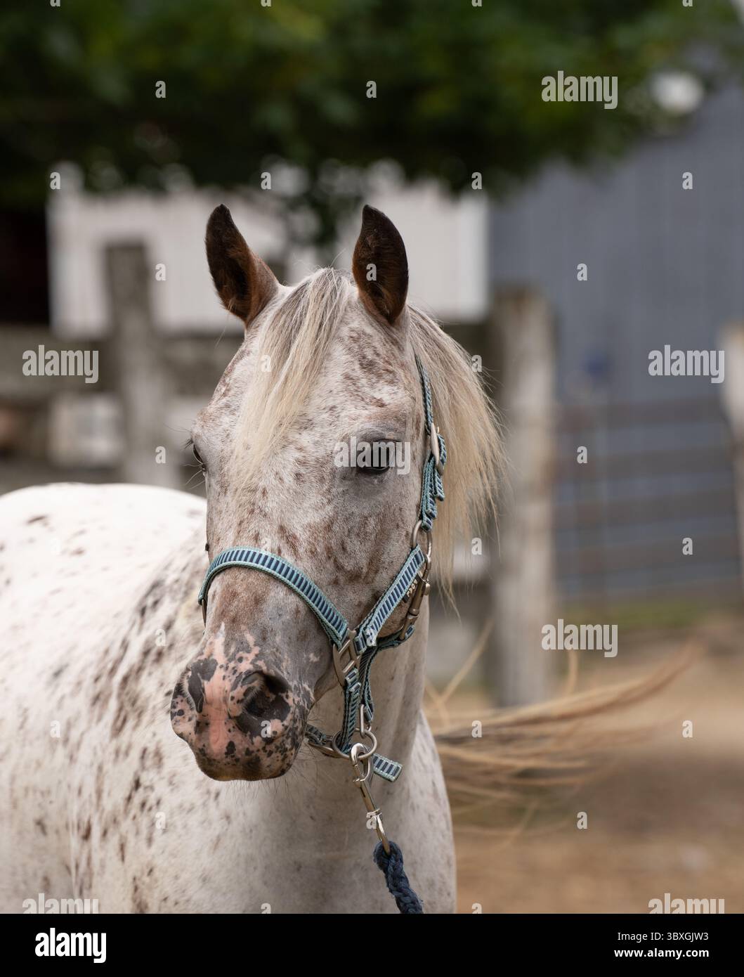 Portrait de jument de poney Appaloosa avec tête de licou bleu de cheval tacheté POA poney des amériques image verticale de cheval avec des taches sur la ferme rurale Banque D'Images