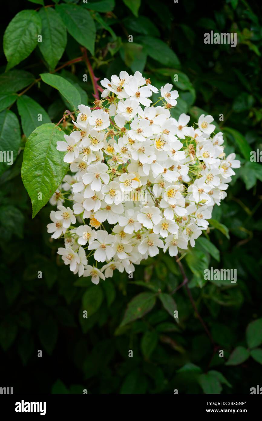 Un groupe de fleurs blanches grimpantes de Rose, photographiées sur un feuillage vert foncé Banque D'Images