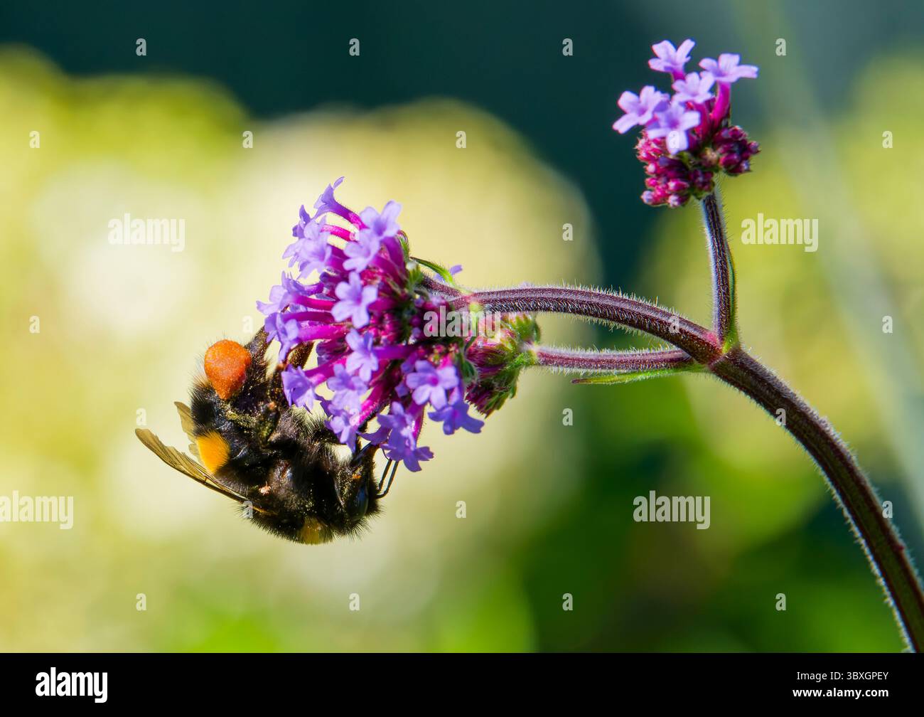 Un Bumblebee à queue blanche, (Bombus lucorum), pollinisant une fleur de verveine Banque D'Images