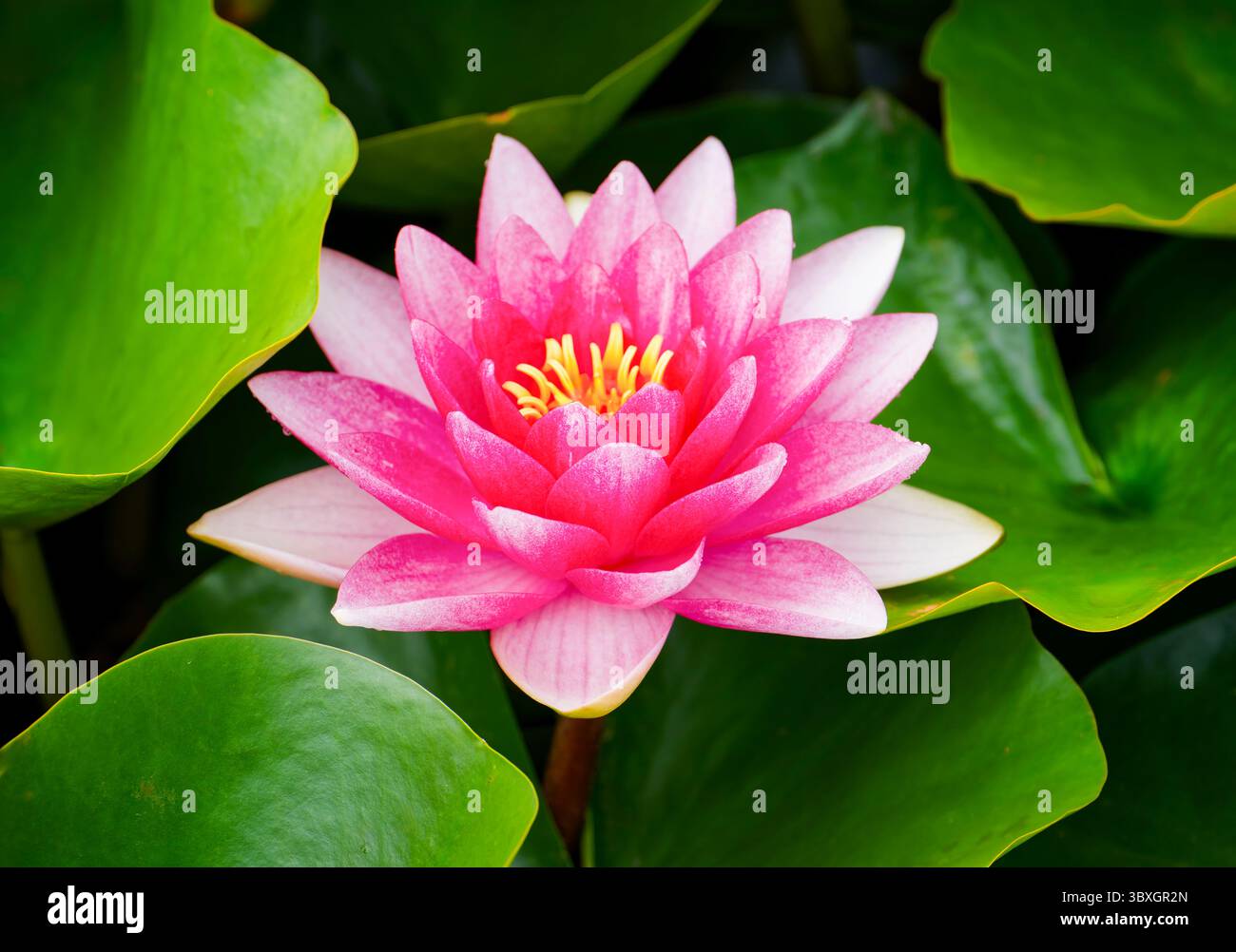 Une fleur de nénuphar rose, (Nymphaeaceae), fleurissant parmi de nombreuses nénuphars vertes luxuriantes Banque D'Images