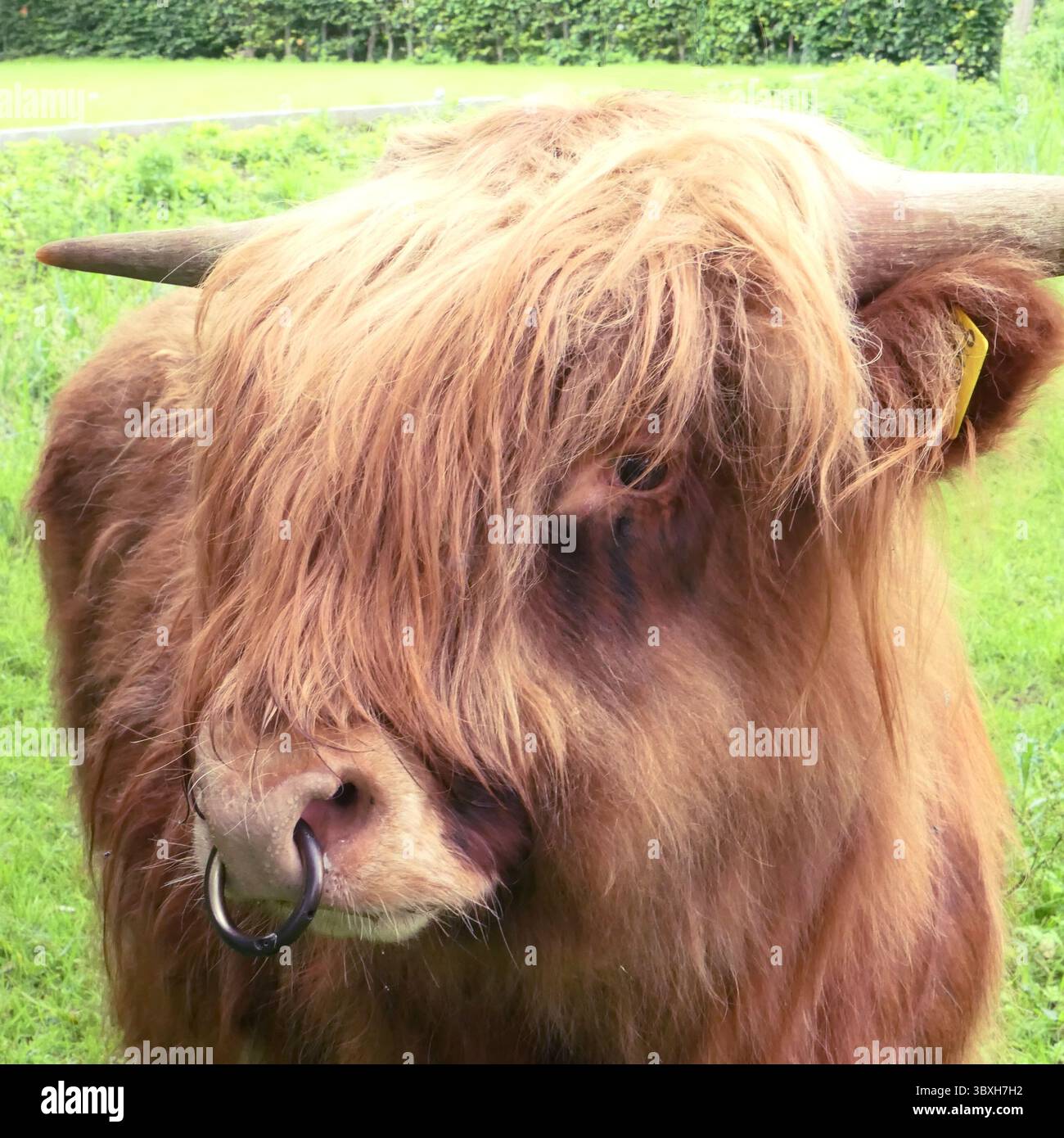 Portrait d'un jeune taureau écossais Highland avec anneau nasal Banque D'Images