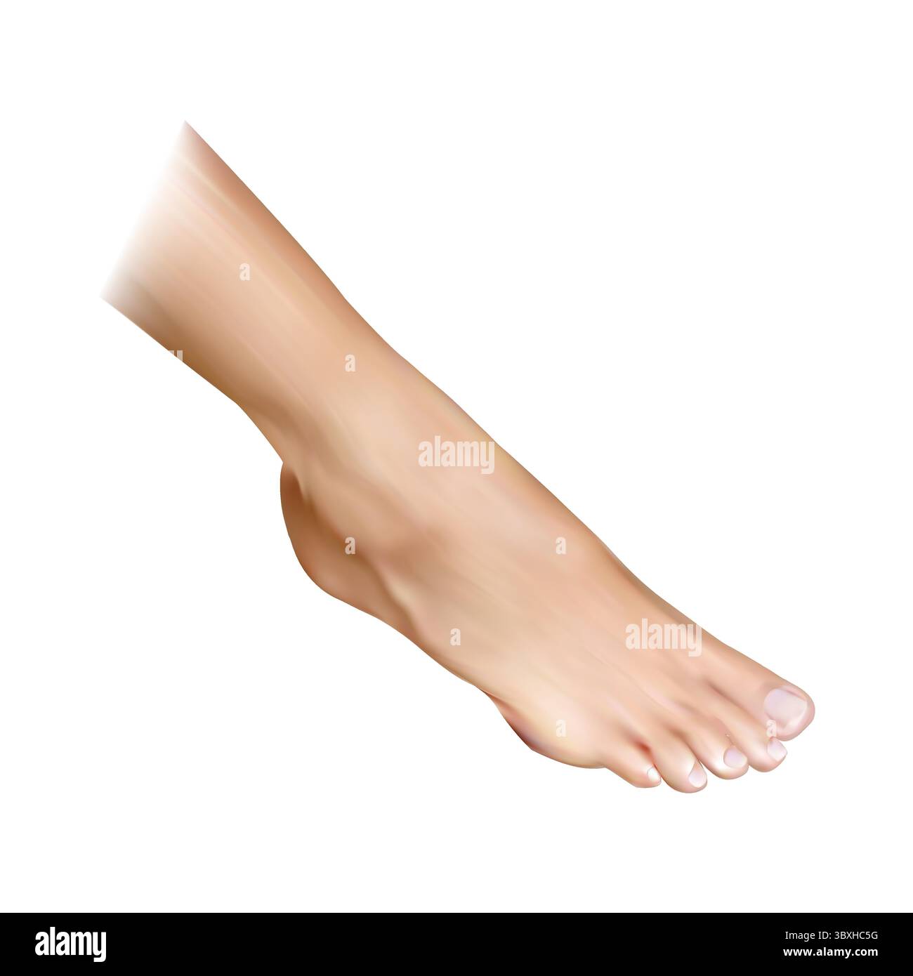 Illustration de pied humain sur fond blanc vol 01 Illustration de Vecteur