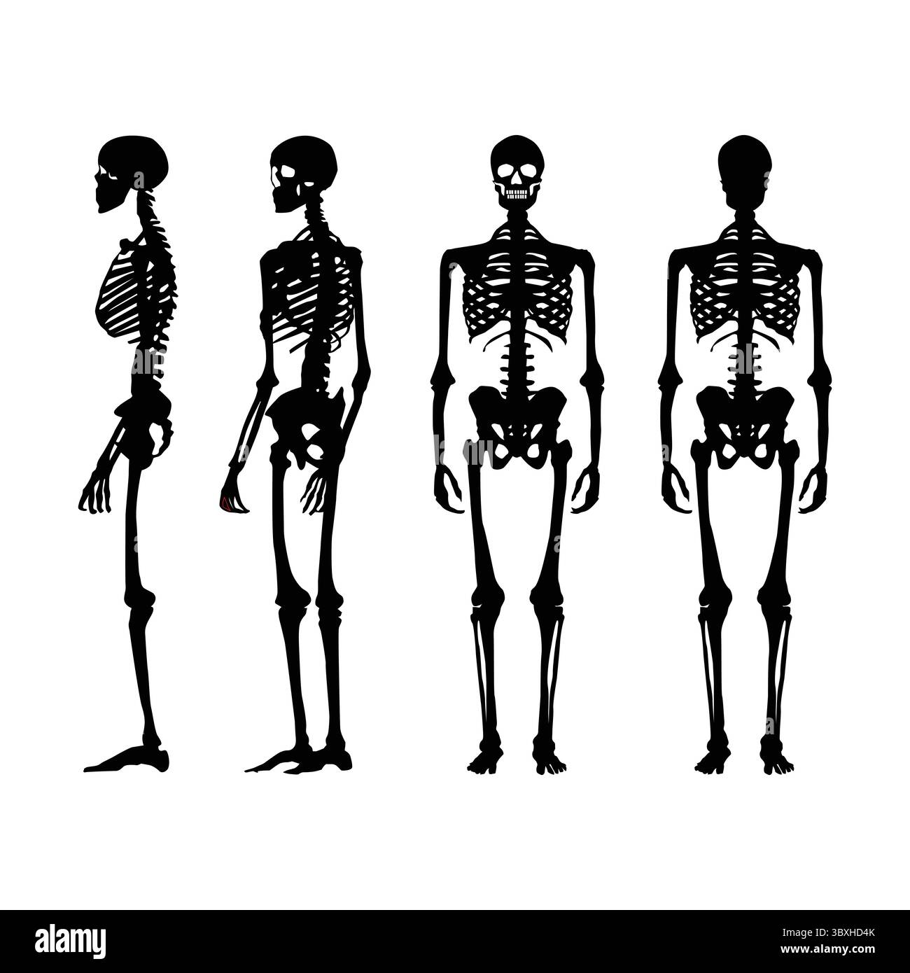 Squelette humain silhouette noire illustration sur fond blanc vol 01 Illustration de Vecteur