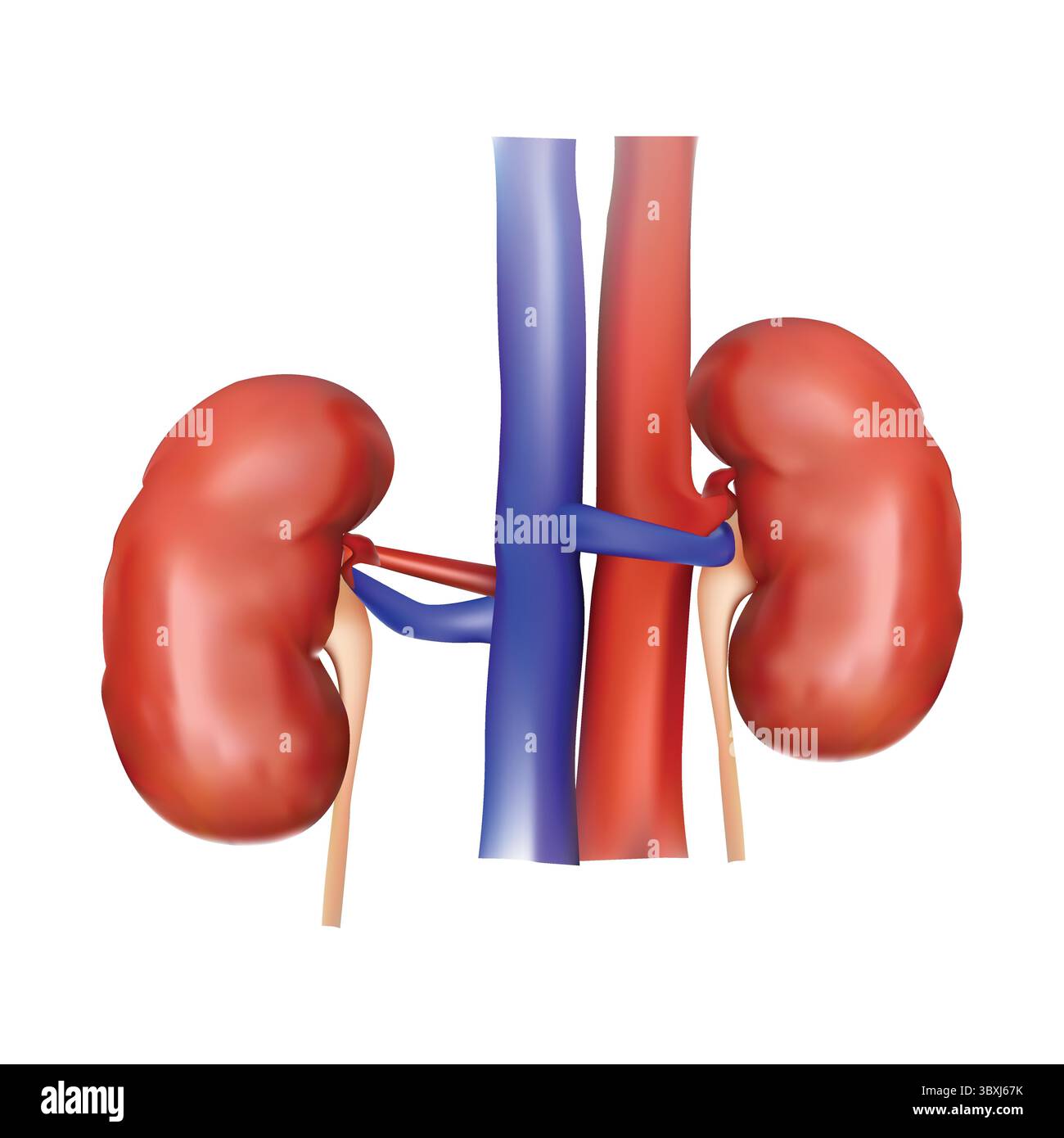illustration du rein sur fond blanc vol 01 Illustration de Vecteur