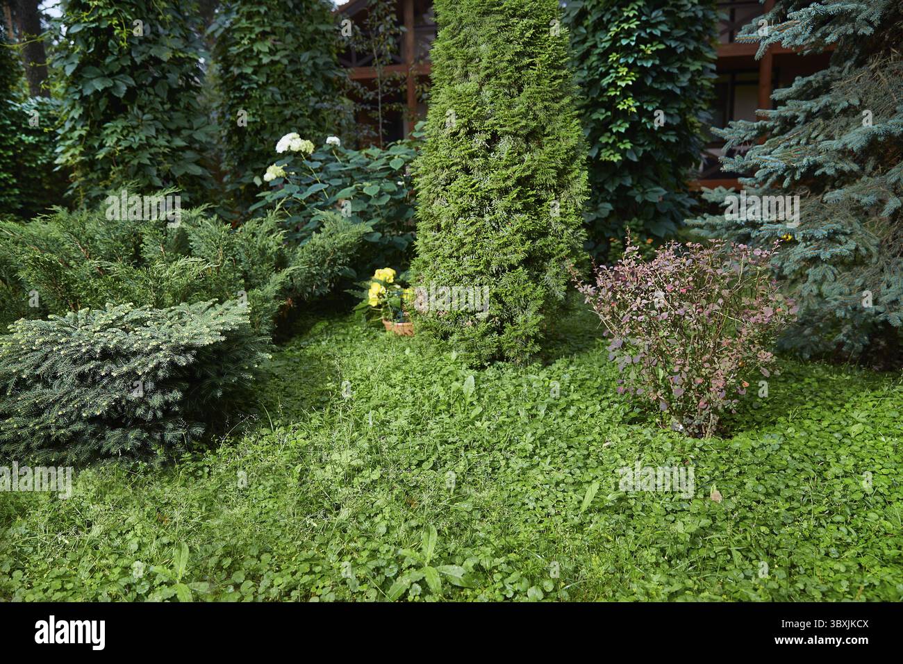 Jardin vert avec épinette naine, thuja, épine-vinette, hortensia, raisins sauvages, espace copie épicéa bleu Banque D'Images