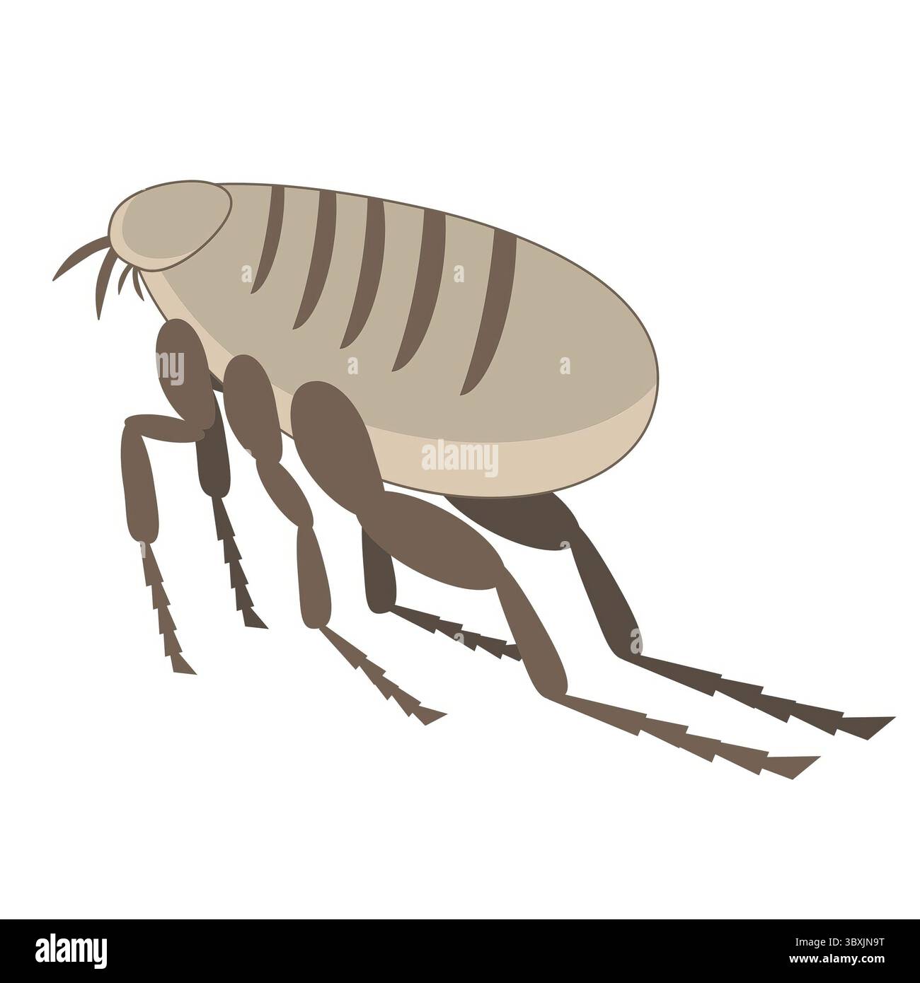 Illustration détaillée d'une puce avec structure corporelle et jambes distinctives Banque D'Images