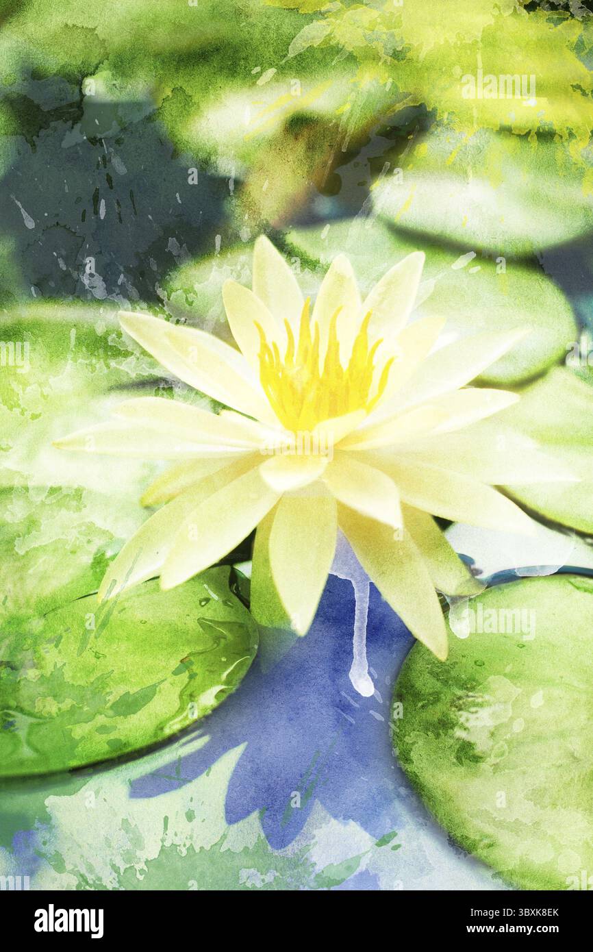 Lys d'eau blanche à l'aquarelle sur un étang, pour les fonds ou les textures Banque D'Images