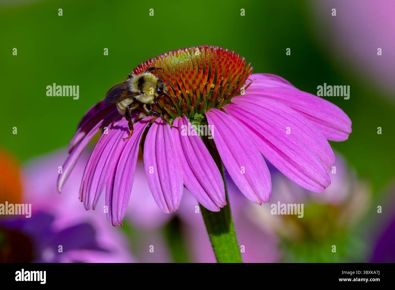 Golden Bumblebee sur Purple Coneflower Banque D'Images