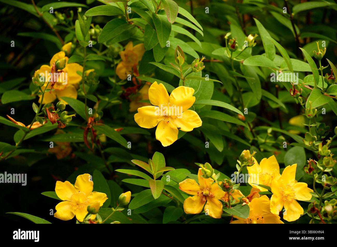 Rosier rouge. Jardin. Fleurs en fleurs. Abeille sur une fleur Banque D'Images