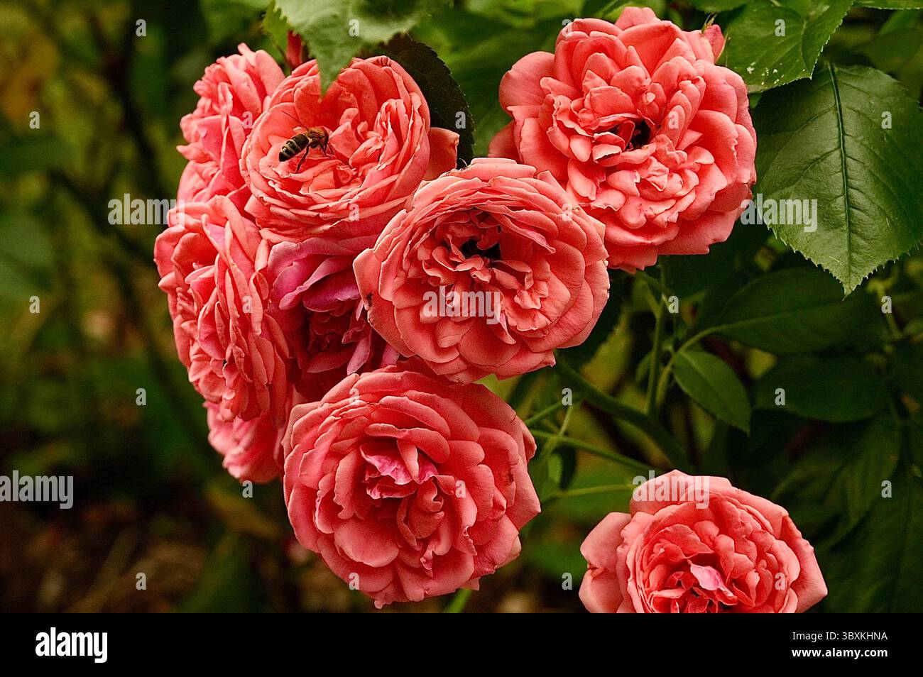 Rosier rouge. Jardin. Fleurs en fleurs. Abeille sur une fleur Banque D'Images
