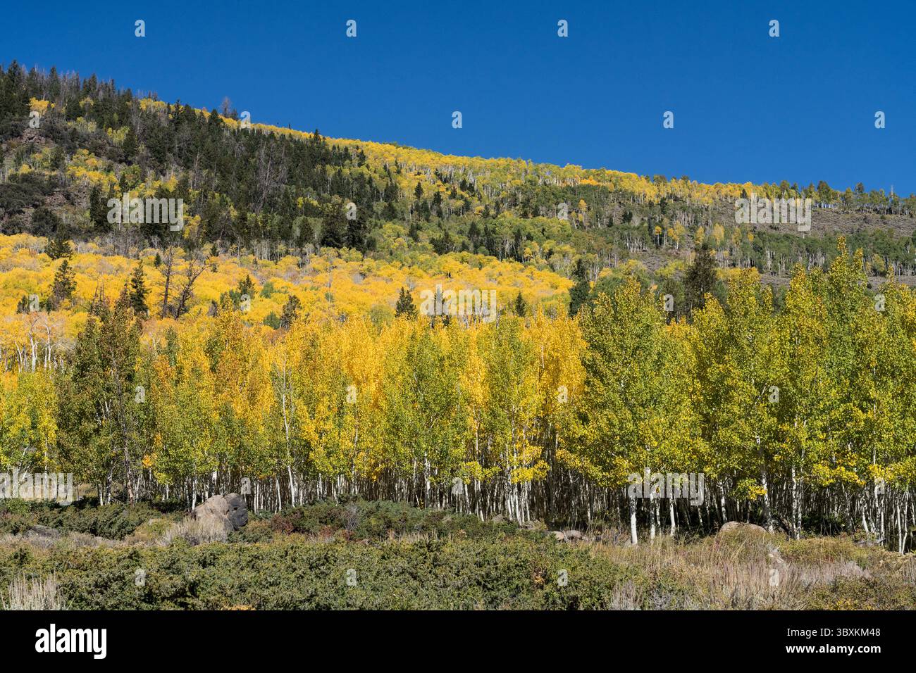 25 septembre 2021 : le clone Pando Aspen, considéré comme le plus grand organisme du monde, dans la forêt nationale de Fishlake, Utah. (Crédit image : © Jon G. Fuller/VW pics via ZUMA Press Wire) Banque D'Images