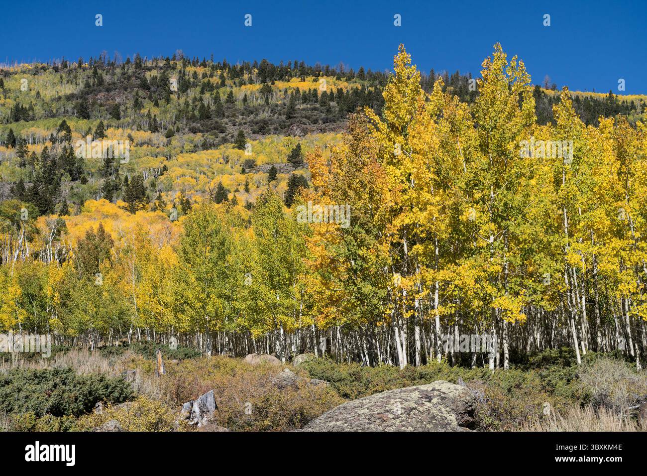 25 septembre 2021 : le clone Pando Aspen, considéré comme le plus grand organisme du monde, dans la forêt nationale de Fishlake, Utah. (Crédit image : © Jon G. Fuller/VW pics via ZUMA Press Wire) Banque D'Images