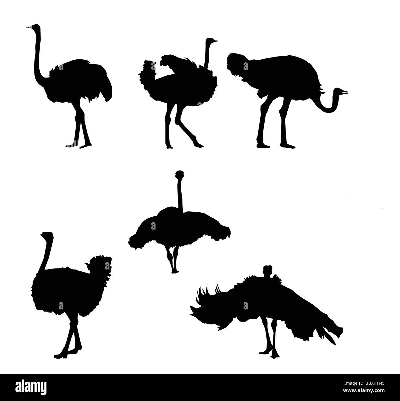 Premium Vector Seamless Background Ostrich sur un fond blanc Illustration de Vecteur