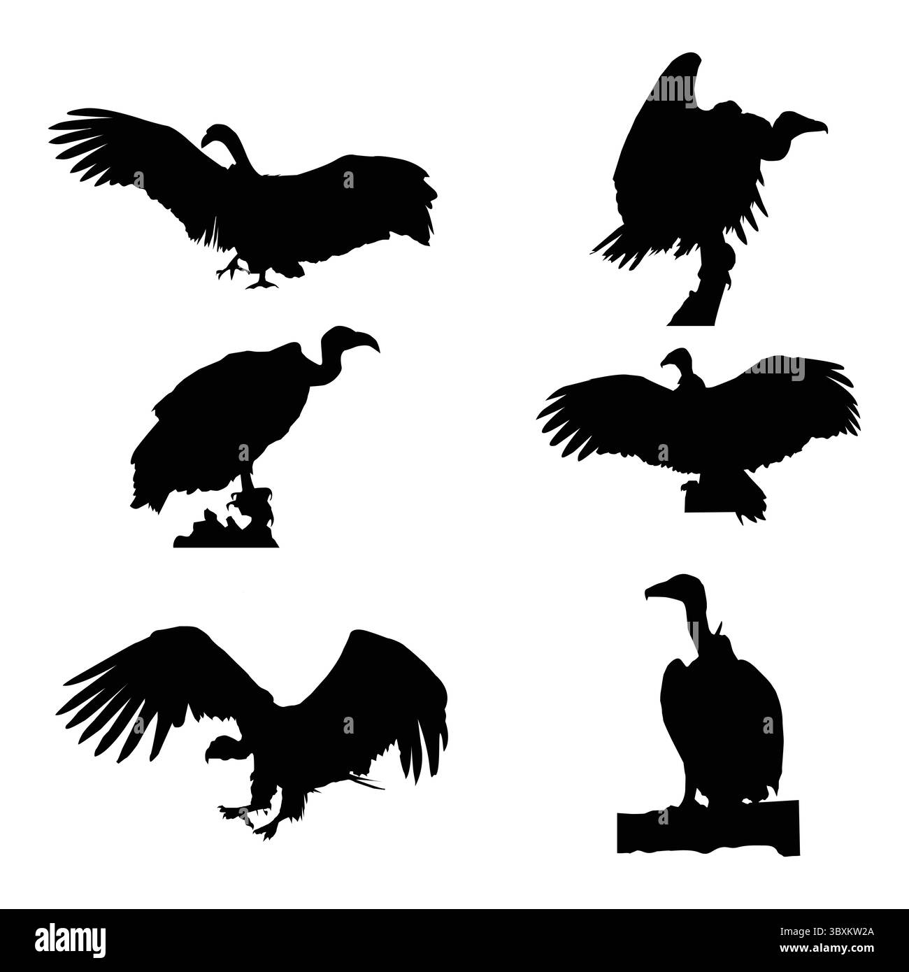 Premium Vector Seamless Background vautour de griffon de Rüppell sur un fond blanc Illustration de Vecteur