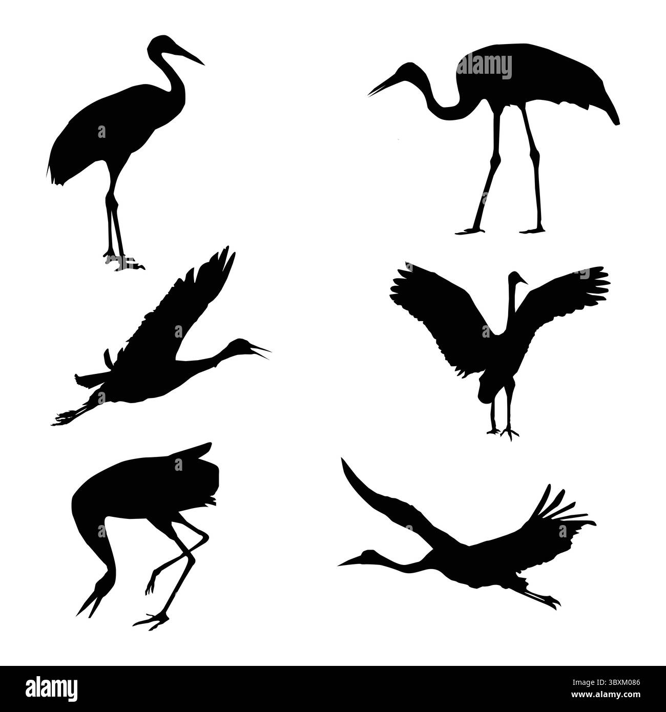 Red- grue couronnée Bird Flight grue sibérienne grue blanche formes illustration vectorielle Illustration de Vecteur