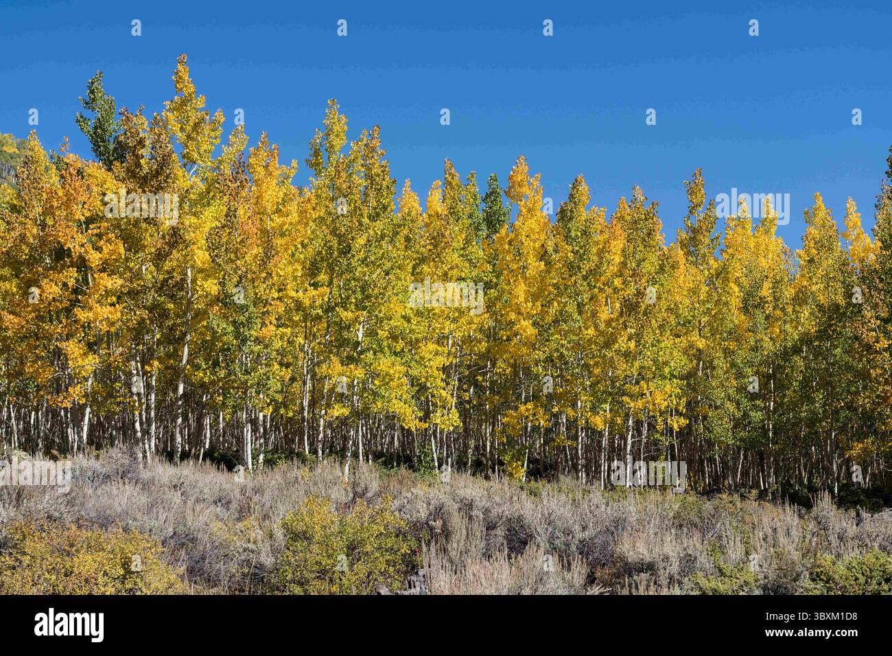 25 septembre 2021 : le clone Pando Aspen, considéré comme le plus grand organisme du monde, dans la forêt nationale de Fishlake, Utah. (Crédit image : © Jon G. Fuller/VW pics via ZUMA Press Wire) Banque D'Images