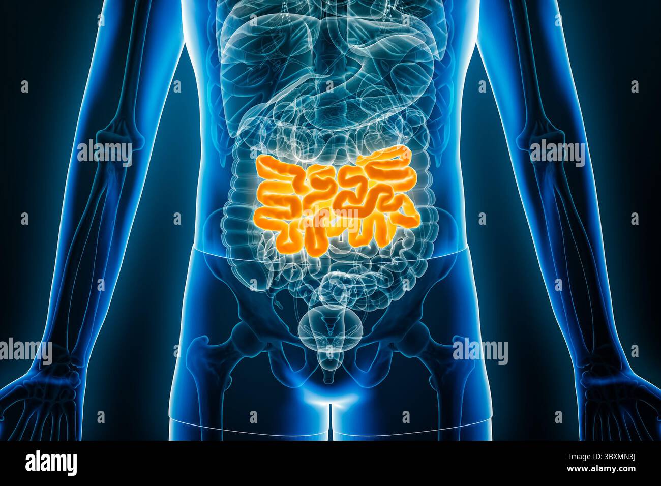 Vue antérieure radiographique du jéjunum humain, partie de l'intestin grêle, illustration en rendu 3D avec contours du corps masculin. Anatomie, organe du syst digestif Banque D'Images