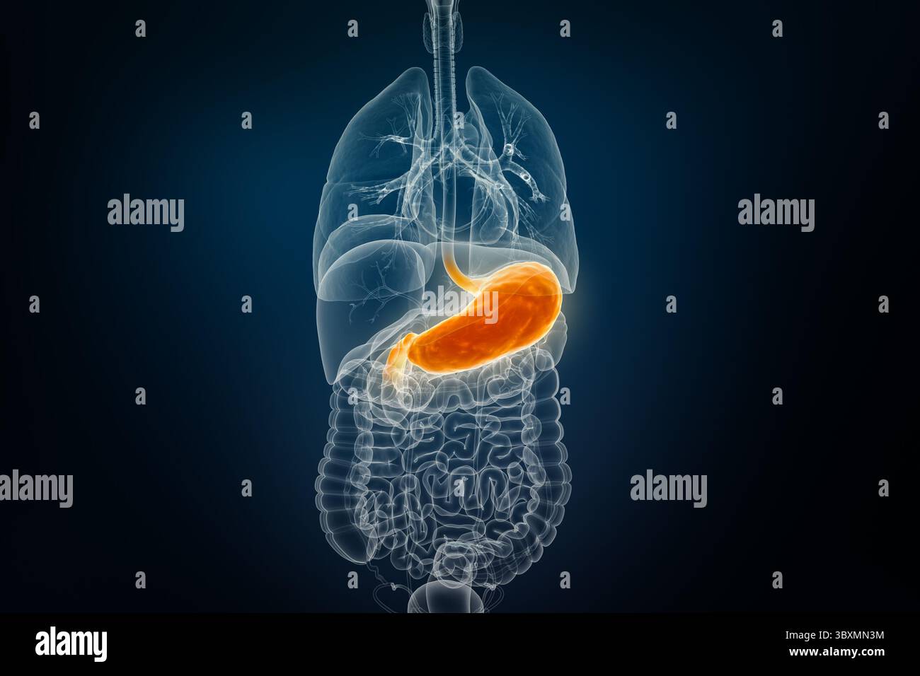 Vue antérieure ou de face de l'estomac humain par rayons X, rendant l'illustration 3D sur fond bleu. Anatomie, organe du système digestif, médical, biologie, scie Banque D'Images