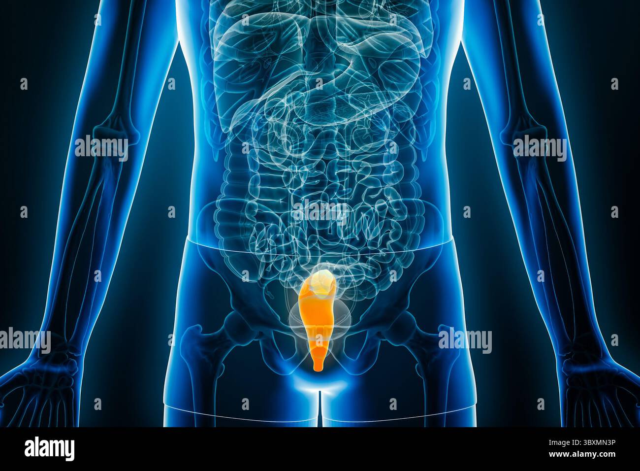 Vue radiographique antérieure ou de face du rectum humain en rendu 3D avec contours du corps masculin. Anatomie du côlon, organe du système digestif, médical, bio Banque D'Images
