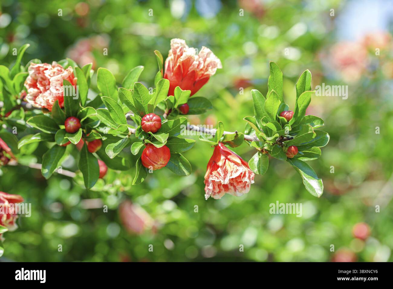 Fleurs de grenade mini rose fleurissant dans le Bush dans le jardin d'été vert dans le parc public Banque D'Images