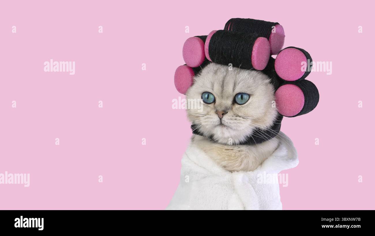 Charmant chat blanc avec bigoudi rose et serviette blanche sur fond rose Banque D'Images