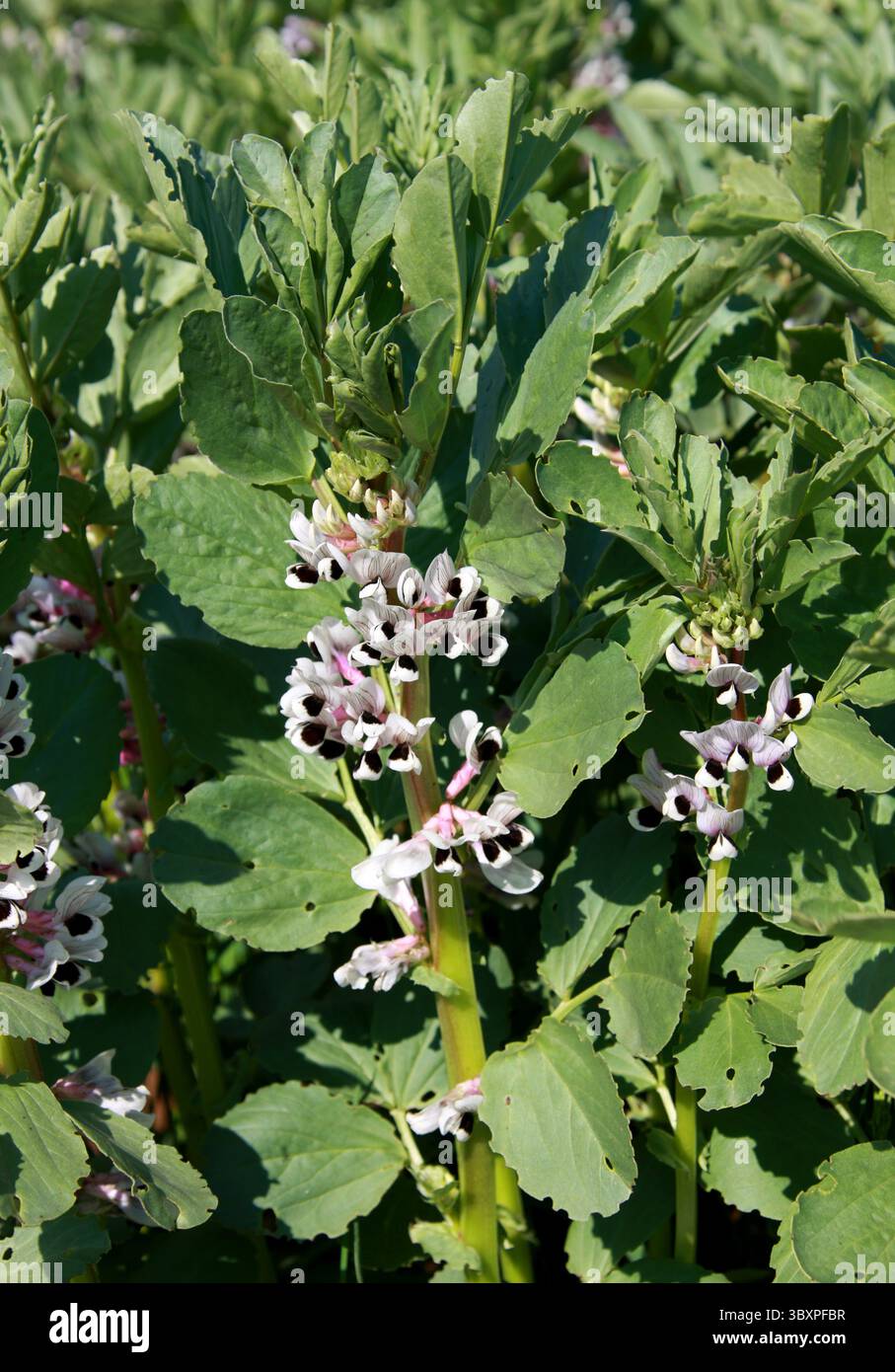 Fleurs de gros haricots, Vicia faba, Fabaceae. ROYAUME-UNI. Banque D'Images