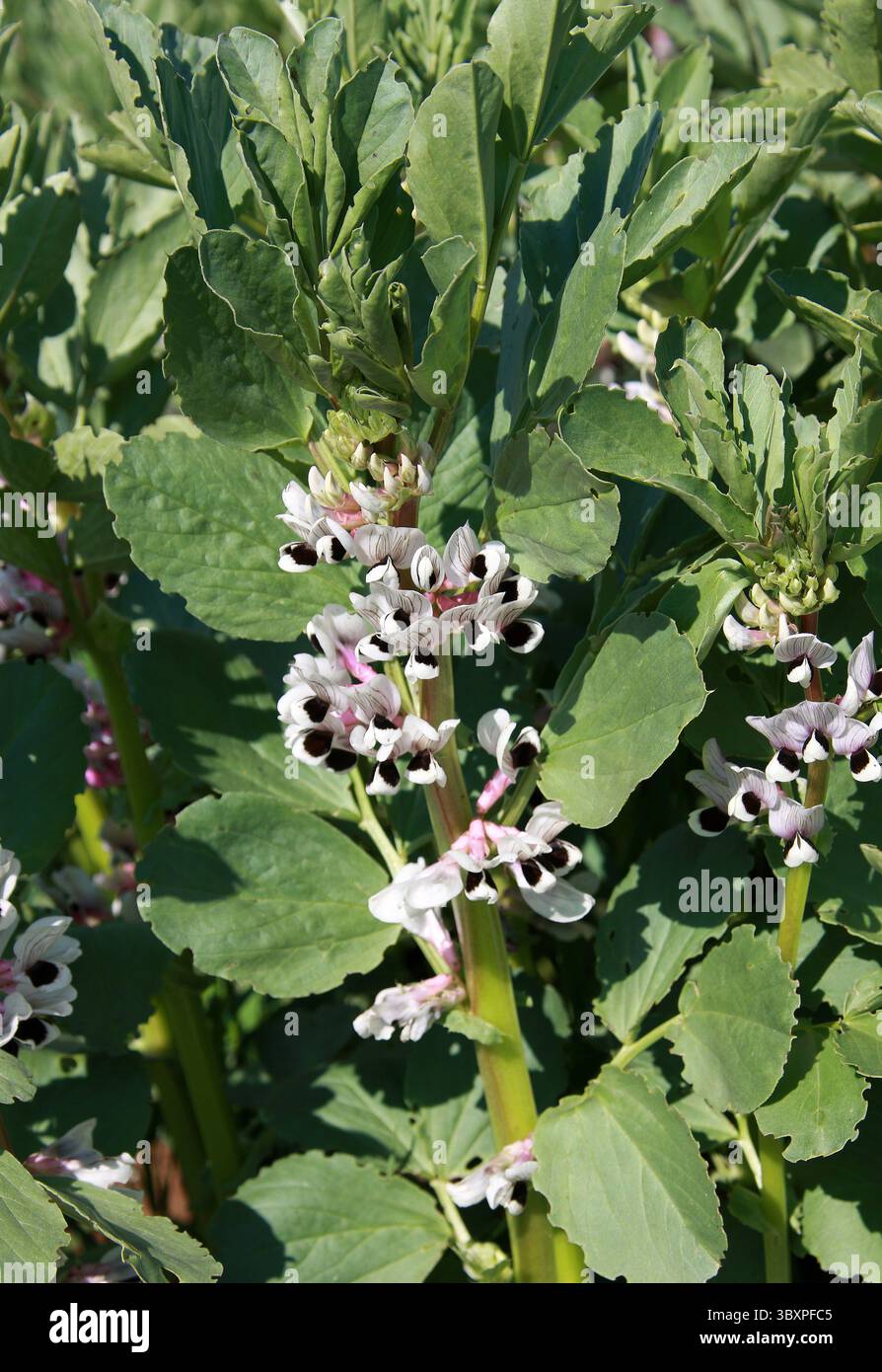 Fleurs de gros haricots, Vicia faba, Fabaceae. ROYAUME-UNI. Banque D'Images