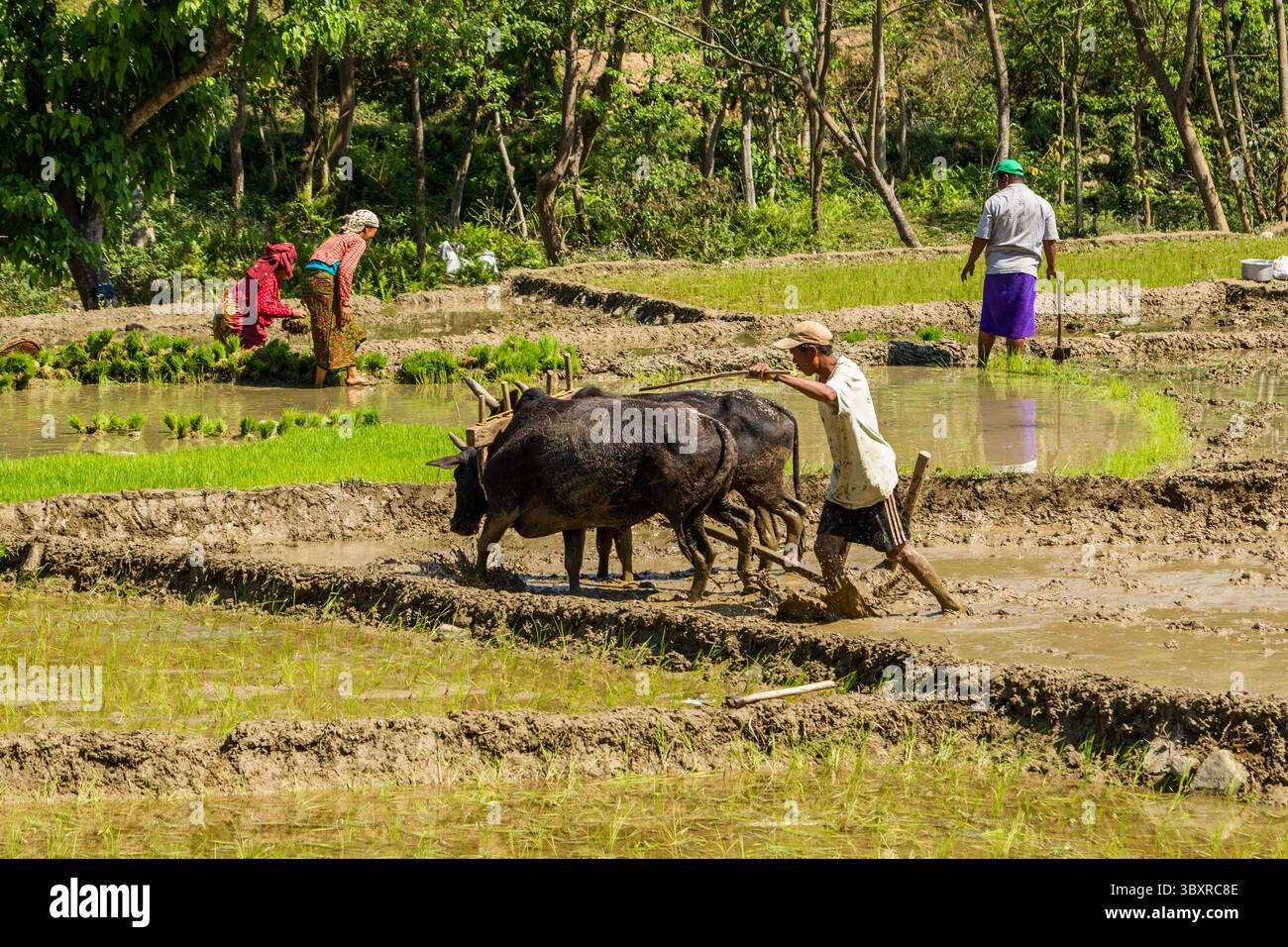 31 mars 2013, province de Gandaki, Népal : un agriculteur népalais laboure une rizière boueuse avec une équipe de bœufs et une charrue en bois dans le centre du Népal. (Crédit image : © Jon G. Fuller/VW pics via ZUMA Press Wire) Banque D'Images