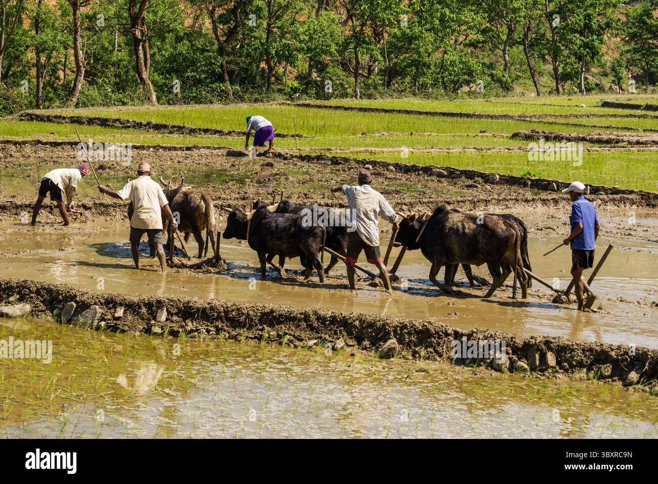 31 mars 2013, province de Gandaki, Népal : des agriculteurs népalais labourent une rizière boueuse avec des équipes de bœufs et de charrues en bois dans le centre du Népal. (Crédit image : © Jon G. Fuller/VW pics via ZUMA Press Wire) Banque D'Images