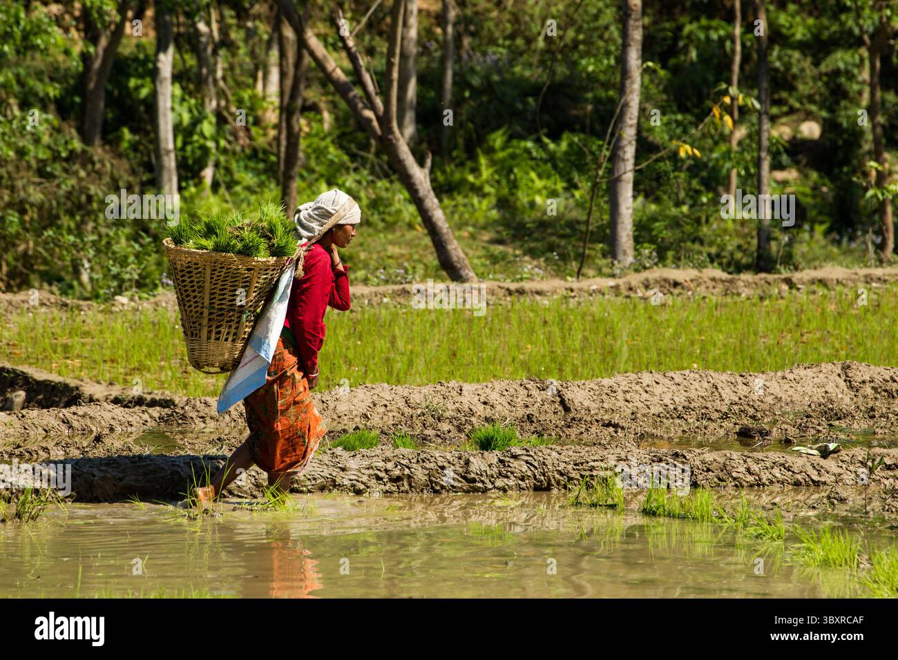 31 mars 2013, province de Gandaki, Népal : une femme népalaise en tenue traditionnelle portant des touffes de plants de riz pour la transplantation. Népal. (Crédit image : © Jon G. Fuller/VW pics via ZUMA Press Wire) Banque D'Images