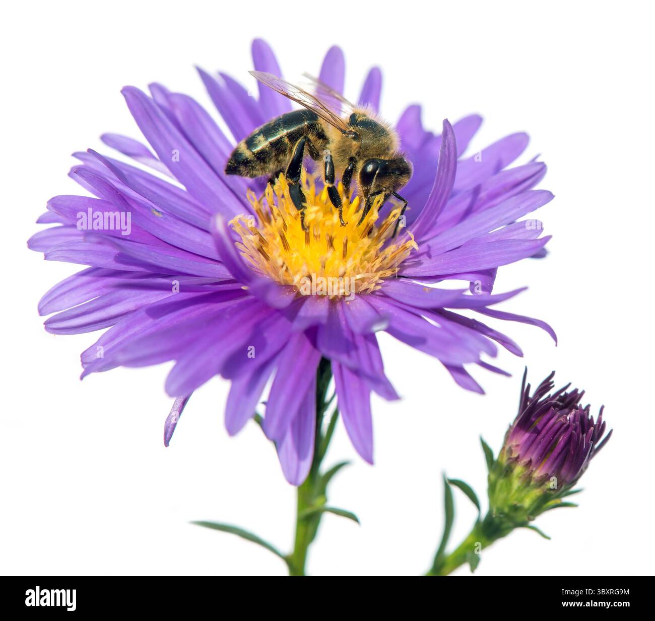 Abeille ou abeille de miel en latin Apis mellifera, abeille européenne ou occidentale assise sur la fleur bleue isolée sur fond blanc Banque D'Images
