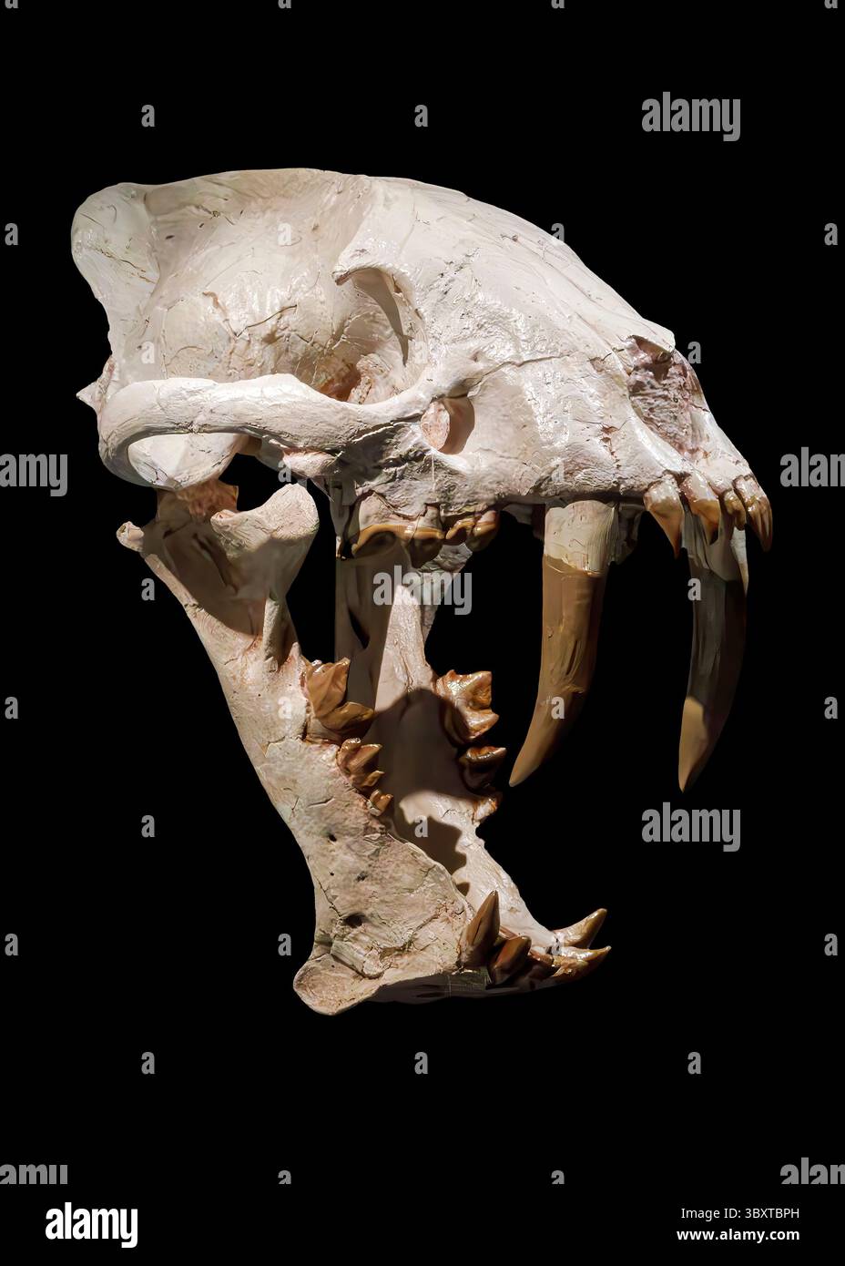 Crâne de tigre à dents de sabre (Hoplophoneus primaevus) Banque D'Images